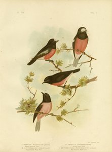 Rouge-gorge à poitrine écarlate ou Rouge-gorge du Pacifique, 1891 - Gracius Broinowski