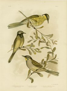 Méliphage varié, 1891 - Gracius Broinowski