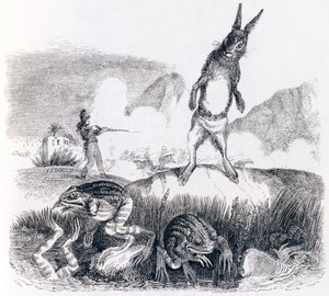 Le lièvre et les grenouilles - Fables de La Fontaine