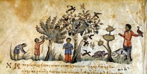 Chasse au faucon pour capturer des oiseaux - dans « De Venatione » par Oppianus, manuscrit grec du XIIIe siècle. Biblioteca Marciana. Venise