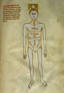 Anatomie et planches chirurgicales : localisation des organes masculins