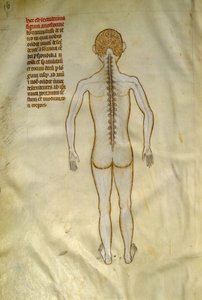 Anatomie et planches chirurgicales : moelle épinière (dans les vertèbres de la colonne vertébrale). Dans « Liber notabilium Philippi septimi francorum regis, a libris Galieni extratus » par Gui de Pavia vers 1345. Chantilly, Musée Condé - Guido da Vigevano da Pavia