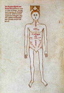 Chirurgie : représentation du corps humain. Miniature dans le « Liber notabilium Philippi septimi francorum regis, a libris Galieni extractus » écrit par Gui (Guy) de Pavia