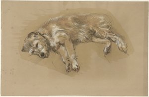 Chien couché