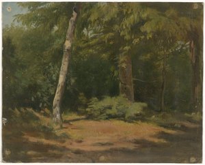 Clairière dans la forêt
