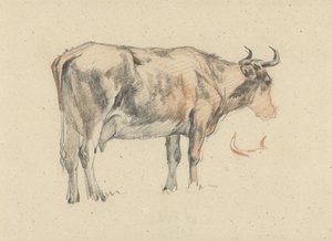 Vache debout, vers la droite