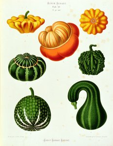 Courges : de l
