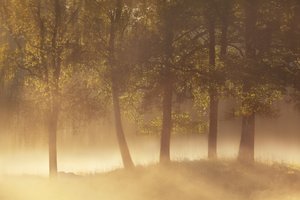 Brume dorée du matin - Gustav Davidsson