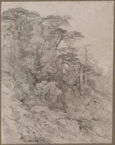 Arbres sur une colline rocheuse