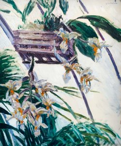 Orchidées, vers 1893