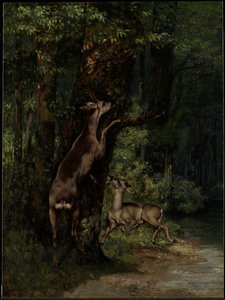 Cerf dans la forêt