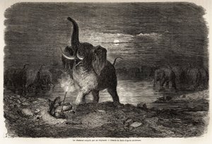 Le chasseur surpris par un éléphant, près du lac Ngami (Botswana), dessin de Gustave Doré (1832-1883), pour illustrer les aventures et chasses de Charles Jean Anderson en Afrique australe. Gravure dans « Le tour du monde, nouveau journal des voyages » Pari - Gustave Dore