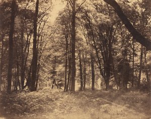 Scène de forêt
