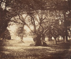 Chêne creux, Fontainebleau, 1855-57