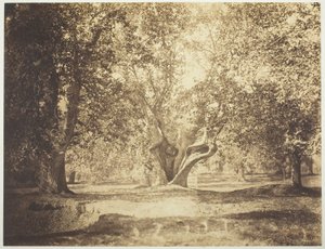 Arbre, forêt de Fontainebleau