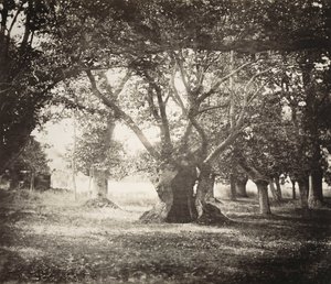 Arbre, forêt de Fontainebleau - Gustave Le Gray