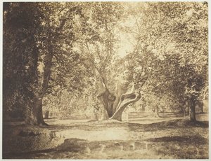 Arbre, forêt de Fontainebleau, vers 1856