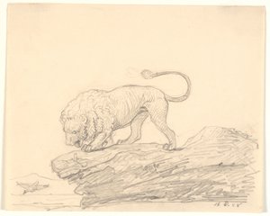 Un lion sur un rocher. Il regarde un oiseau volant
