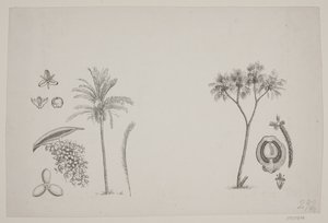 Feuille botanique des écrits de Schouw