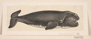 Une baleine - H. C. Henneberg