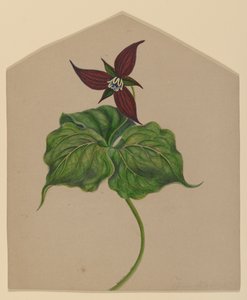 Fleur rouge de Bourgogne