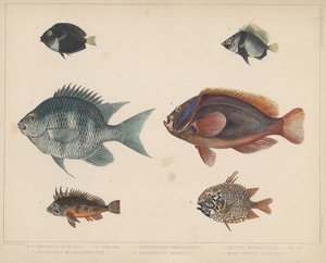 1. Etroplus Fumosus, 2. Heniochus Macrolepidotus, 3. Glyphisodon Smaragdinus, 4. Amphiprion Frenatus, 5. Apistus Rubrippinis, 6. Monocentris Japonicus - H. Patterson