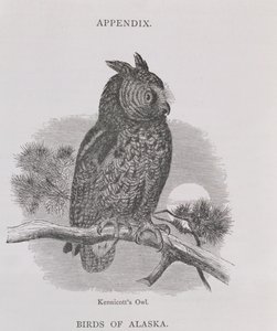 Chouette de Kennicott, de Alaska and its Resources, par William H. Dall, gravée par H. H. Nicholls, pub. 1870 - H. W., Elliot