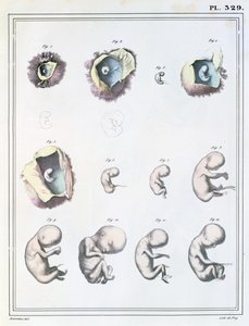 Diagramme montrant les étapes du développement embryonnaire, de 