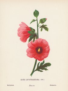 Fleurs sauvages de la Terre Sainte : Alcea Lavateraeflora ; Rose trémière - Hannah Zeller