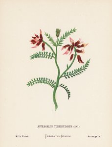 Fleurs sauvages de la Terre Sainte : Astragalus Tuberculosus; Astragale tuberculeux - Hannah Zeller