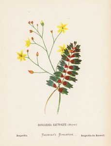Fleurs sauvages de la Terre Sainte : Bongardia Rauwolfii, Meyer; Bongardia (gravure en couleur) - Hannah Zeller