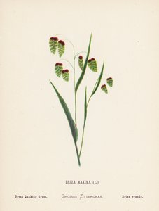 Fleurs sauvages de la Terre Sainte: Briza Maxima; Grande herbe tremblante - Hannah Zeller