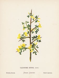 Fleurs sauvages de la Terre Sainte : Calycotome Spinosa, Genêt épineux - Hannah Zeller