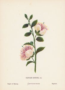 Fleurs Sauvages de la Terre Sainte : Capparis Spinosa ; Câprier ou Hysope - Hannah Zeller