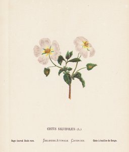 Fleurs sauvages de la Terre Sainte : Cistus Salvifolius ; Ciste à feuilles de sauge (gravure en couleur) - Hannah Zeller