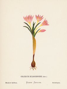 Fleurs sauvages de la Terre Sainte : Colchicum Bulbocodioides, Stev ; Safran des prés - Hannah Zeller