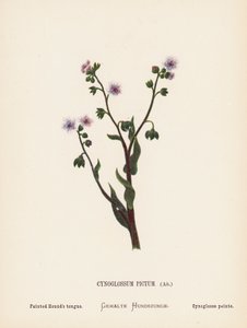 Fleurs sauvages de la Terre Sainte : Cynoglossum Pictum, Ait; Langue de chien peinte - Hannah Zeller