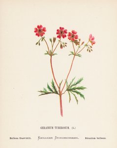 Fleurs sauvages de la Terre Sainte : Geranium Tuberosum ; Bulbous Craw