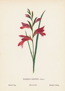 Fleurs sauvages de la Terre Sainte : Gladiolus Aleppicus, Boiss; Glaïeul