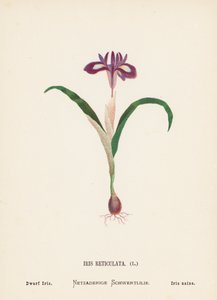 Fleurs sauvages de la Terre Sainte : Iris Reticulata, Iris nain - Hannah Zeller