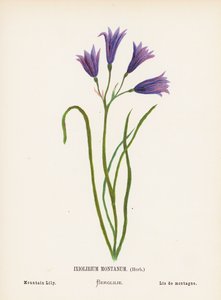 Fleurs sauvages de la Terre Sainte : Ixiolirium Montanum, Herbe; Lys des montagnes