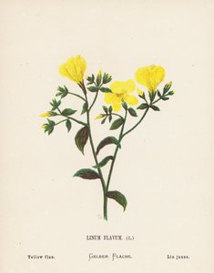 Fleurs sauvages de la Terre Sainte : Linum Flavum ; Lin jaune - Hannah Zeller