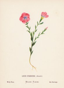 Fleurs sauvages de la Terre Sainte : Linum Pubescens, Russell ; Lin sauvage