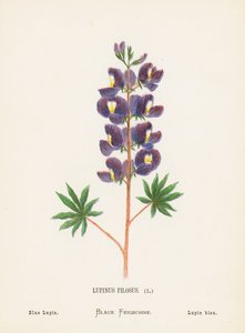 Fleurs sauvages de la Terre Sainte: Lupinus Pilosus; Lupin bleu - Hannah Zeller