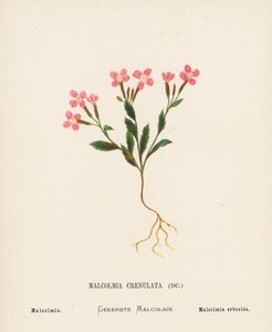 Fleurs sauvages de la Terre Sainte : Malcolmia Crenulata ; Malcolmia