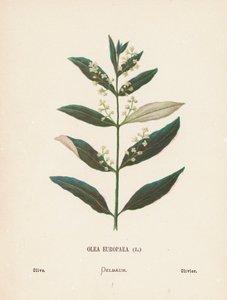 Fleurs sauvages de la Terre Sainte : Olea Europaea ; Olive
