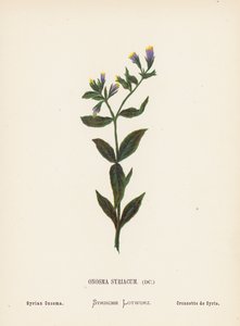 Fleurs sauvages de la Terre Sainte : Onosma Syriacum; Onosma syrien - Hannah Zeller