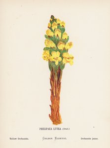 Fleurs sauvages de la Terre Sainte : Phelipaea Lutea, Desf ; Orobanche jaune