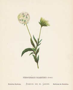 Fleurs sauvages de la Terre Sainte : Pterocephalus Palaestinus, Coult ; Scabieuse de Palestine