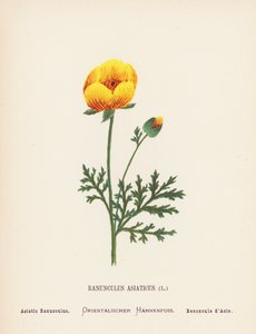 Fleurs sauvages de la Terre Sainte : Ranunculus asiaticus - Hannah Zeller